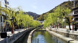 城崎 春柳.JPG
